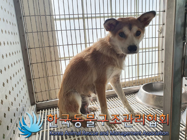 한국동물구조관리협회_441560202301083